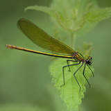Damselflies and dragonflies